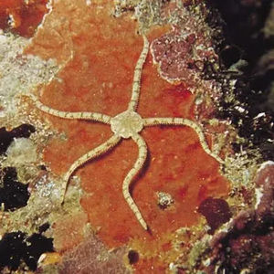 Meet your Posher, Clio